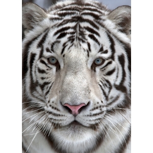 White Tigers