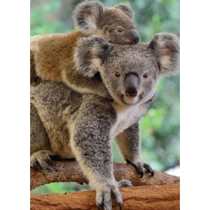 Koalas