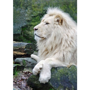 White Lion