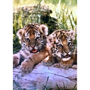 Siberian Tiger Cubs