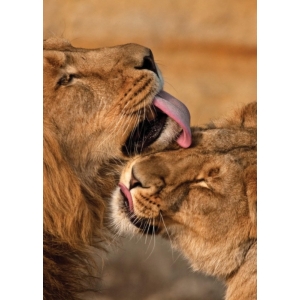 Kissing African Lions