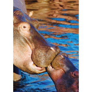 Hippos