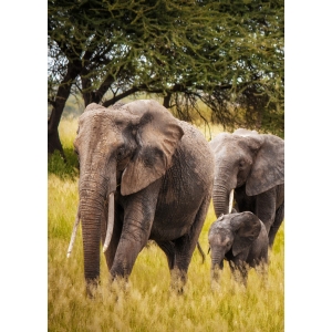 African Elephants