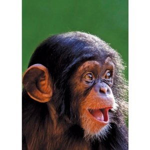 Chimp