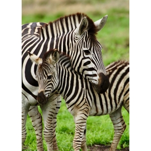 Zebras