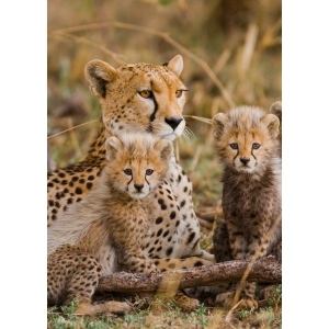 Cheetahs