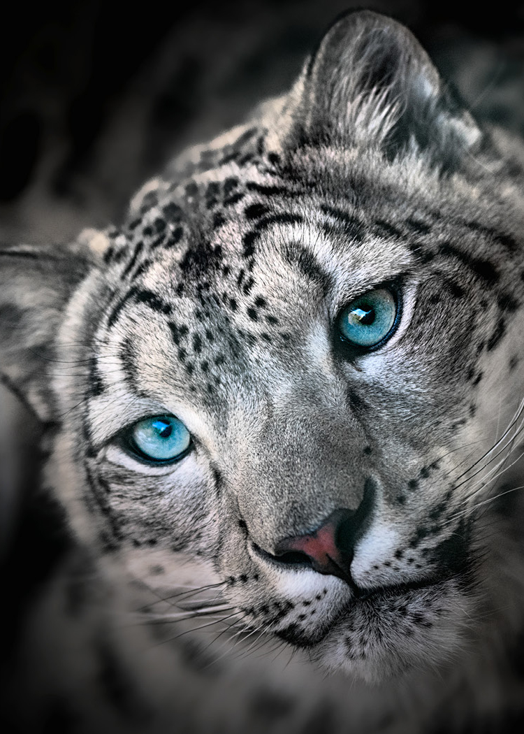 Snow Leopards