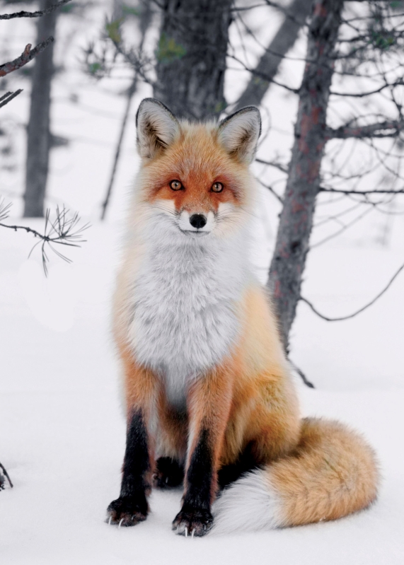 Red Fox