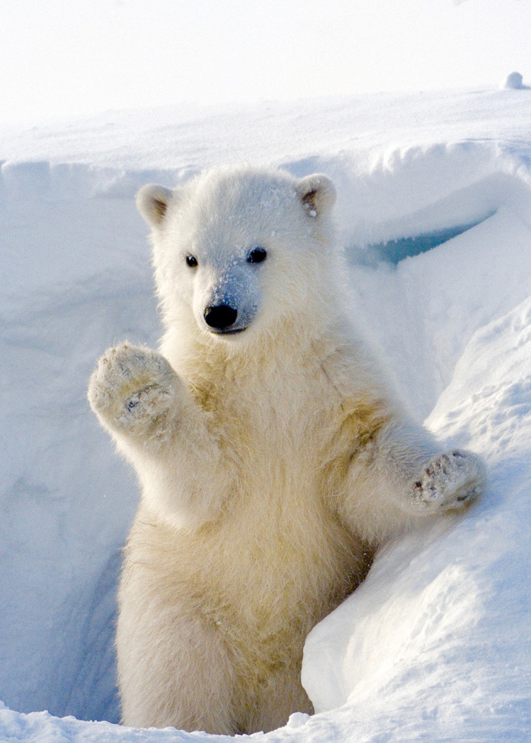 Polar Bears