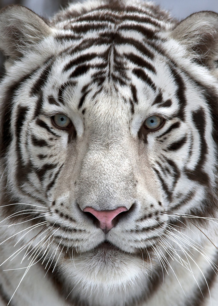 White Tigers