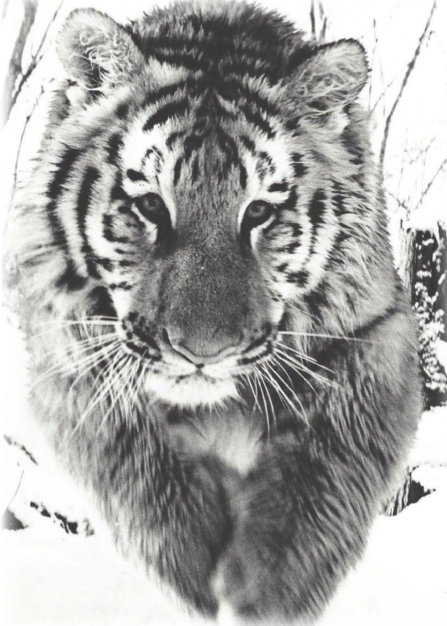 Katrina - Siberian Tiger