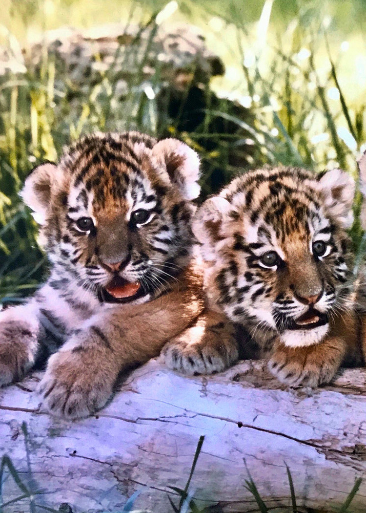 Siberian Tiger Cubs