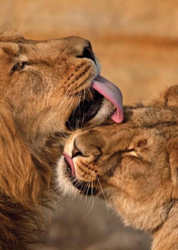 Kissing African Lions