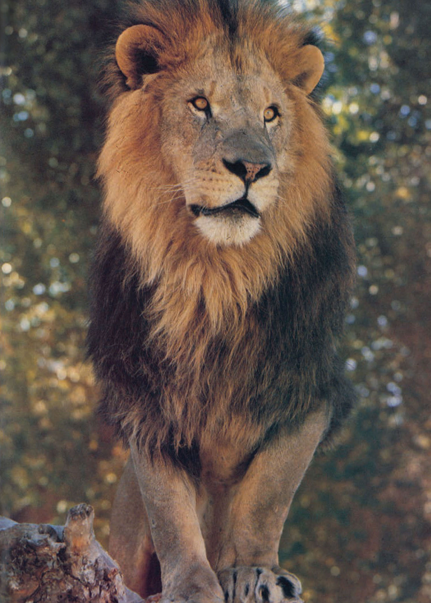 Zuru - African Lion