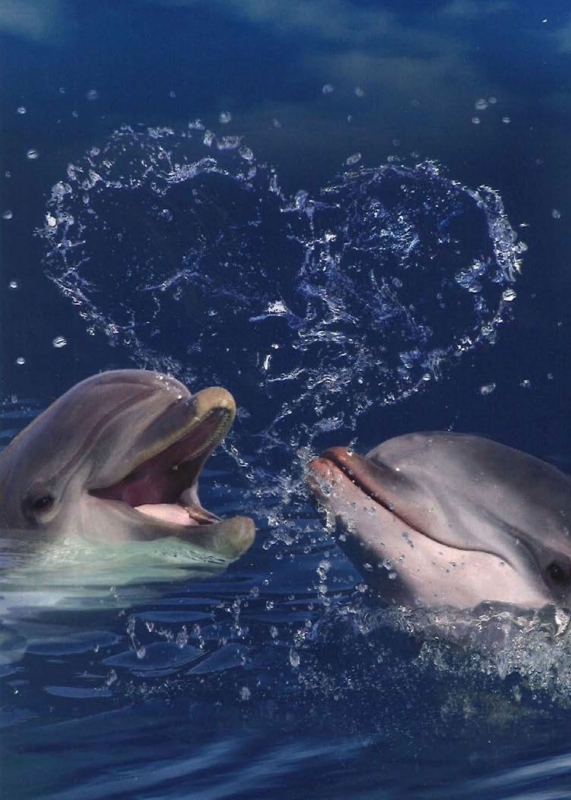 Bottlenose Dolphins