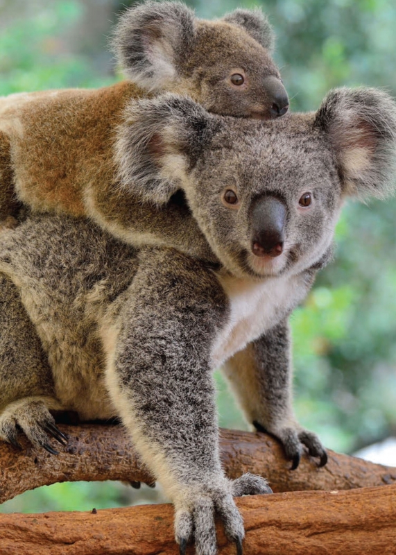 Koalas