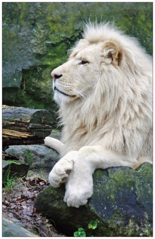 White Lion