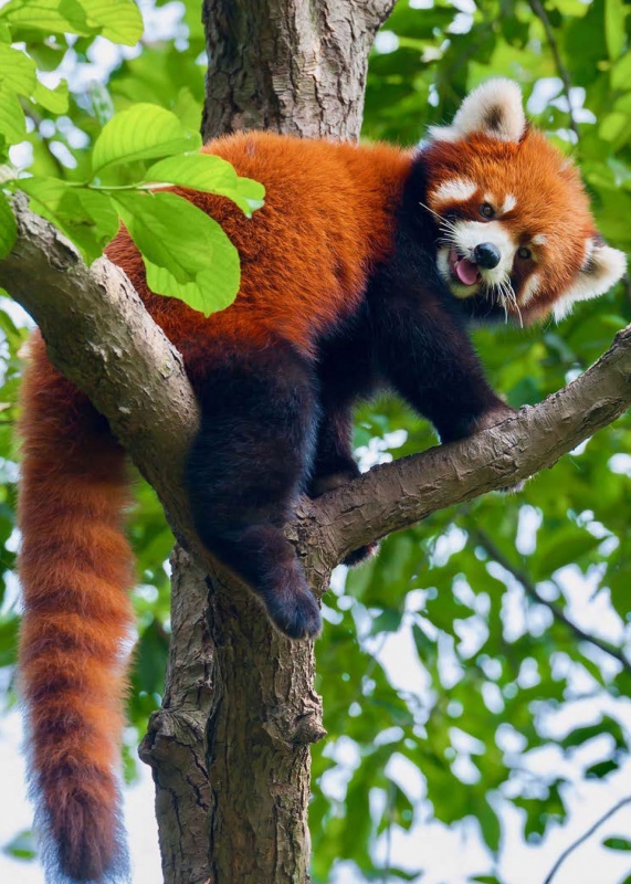 Red Pandas