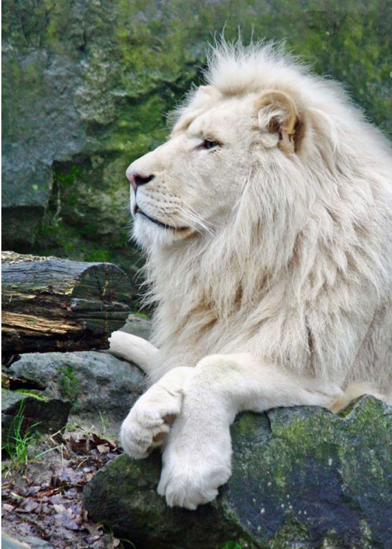 White Lion