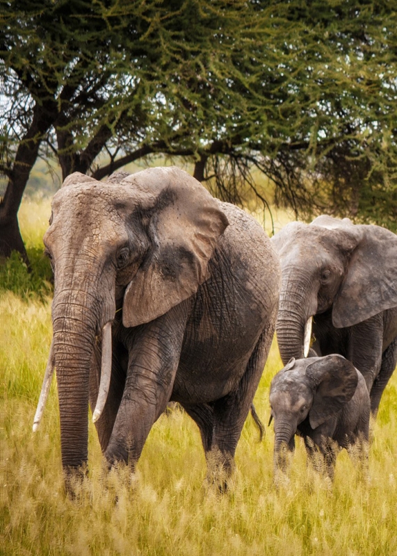 African Elephants