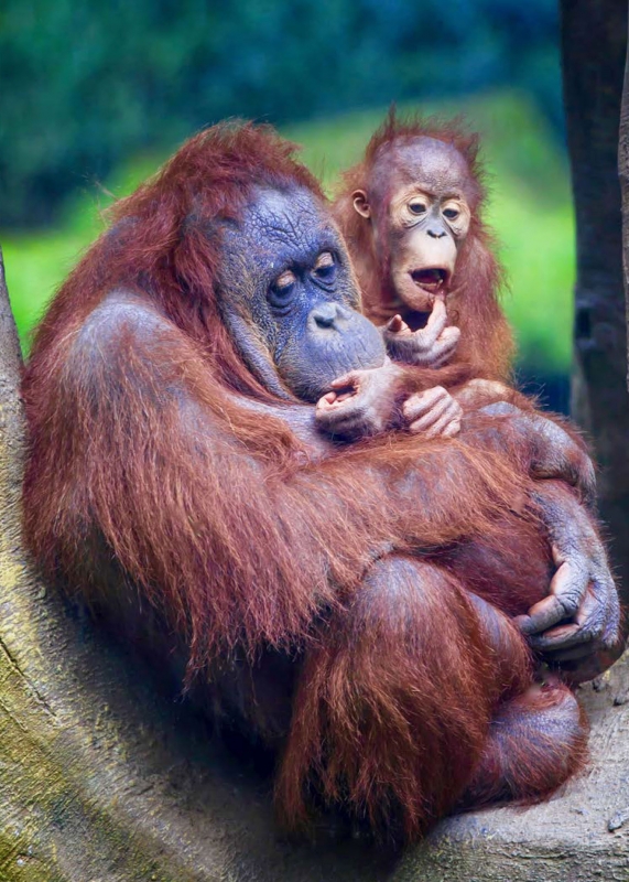 Orangutan