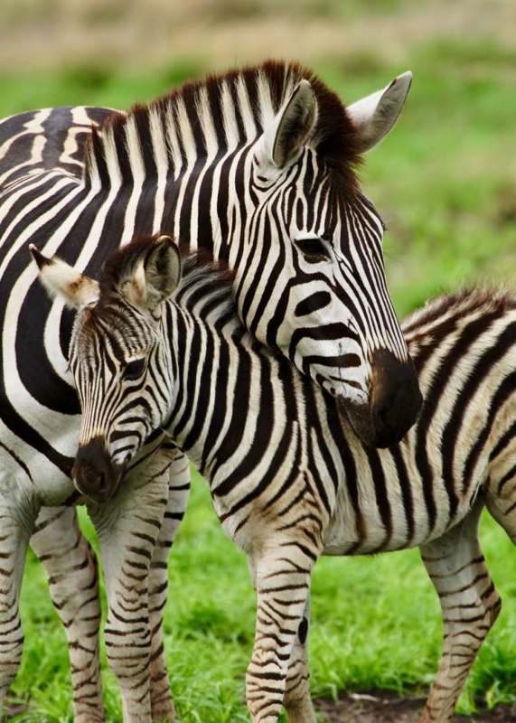 Zebras