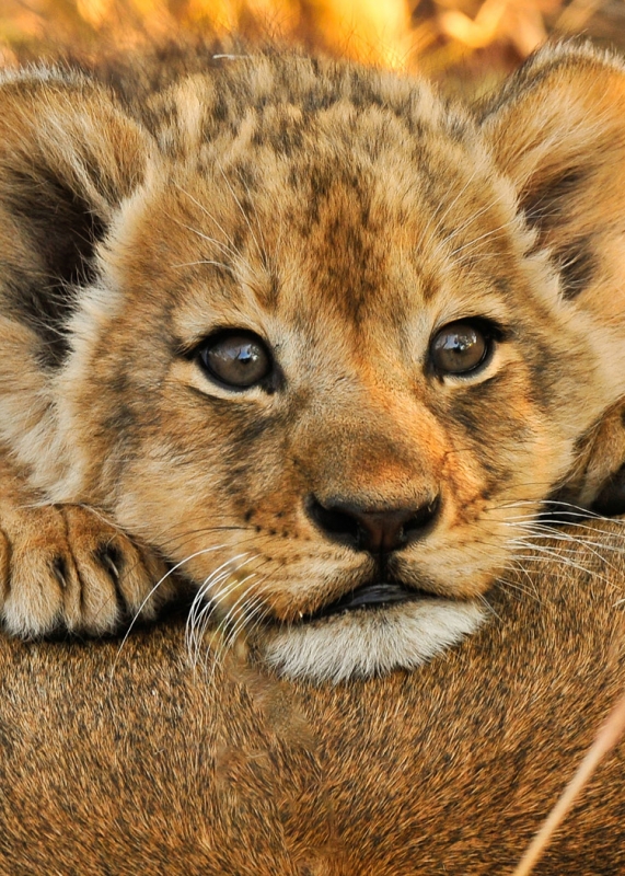 African Lion Cub