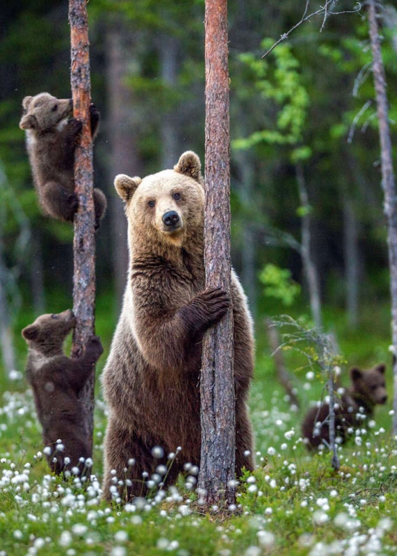 Brown Bears