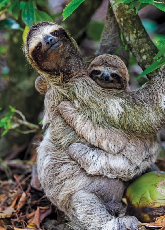 Sloths