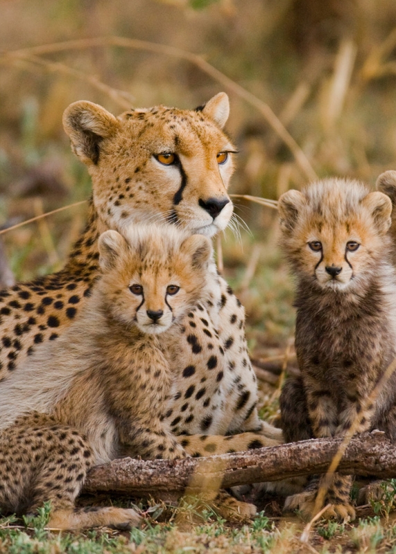 Cheetahs